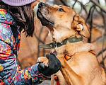 Собаки в Москве: Солнечный пес-компаньон Джек ищет дом Мальчик, Бесплатно - фото 6