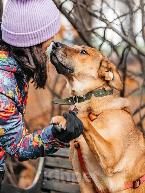 Собаки в Москве: Солнечный пес-компаньон Джек ищет дом Мальчик, Бесплатно - фото 6