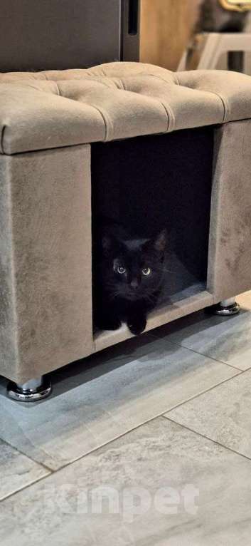 Кошки в Москве: Кошечка Чернушка ищет дом Девочка, Бесплатно - фото 2