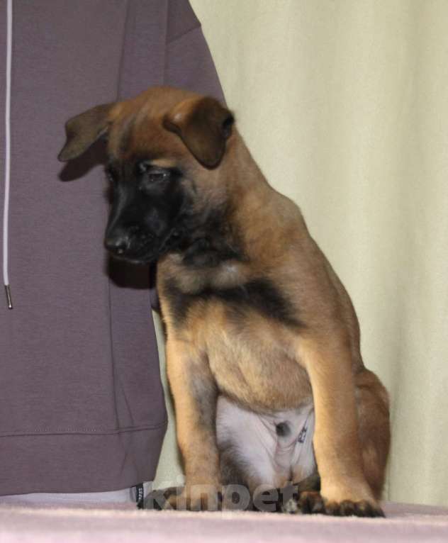 Собаки в других городах Московской области: Малинуа для спорта, работы, выставок и просто активной жизни Девочка, 60 000 руб. - фото 6