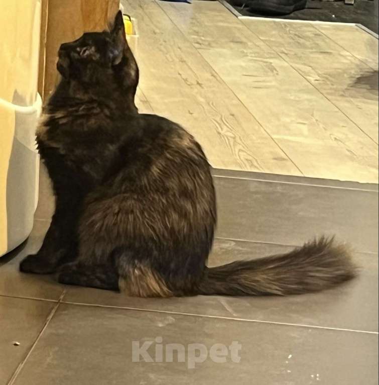 Кошки в Москве: Котенок Сильва в добрые руки, 7 мес. Девочка, Бесплатно - фото 6