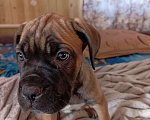 Собаки в других городах Забайкальского края: Щенок Кане-корсо Мальчик, 20 000 руб. - фото 2