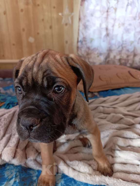 Собаки в других городах Забайкальского края: Щенок Кане-корсо Мальчик, 20 000 руб. - фото 2