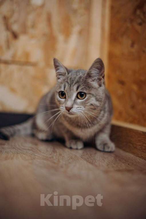 Кошки в Видном: Котёнок в добрые руки Девочка, Бесплатно - фото 1