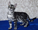 Кошки в Москве: Бенгальские котята серебро  Мальчик, 55 000 руб. - фото 7