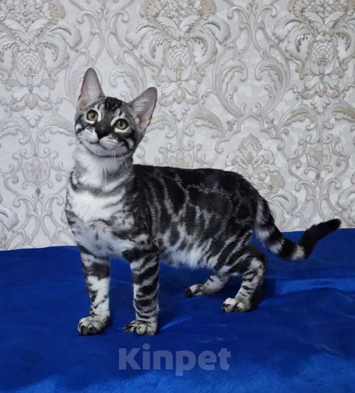 Кошки в Москве: Бенгальские котята серебро  Мальчик, 55 000 руб. - фото 7