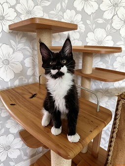 Котенок Мейн кун