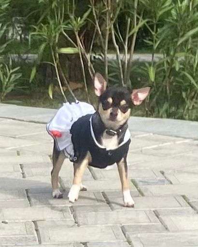 Собаки в Ялте: Чихуахуа подрощенная девочка Девочка, 40 000 руб. - фото 3