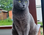 Кошки в Санкт-Петербурге: Отдам в добрые руки русскую голубую кошку Девочка, 100 руб. - фото 1