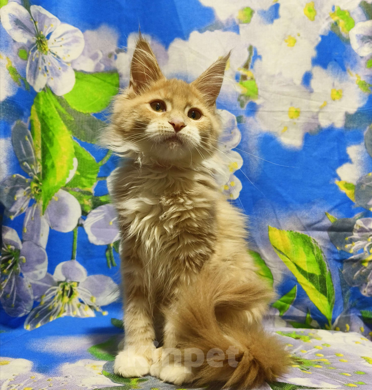 Кошки в Москве: Мейн-Кун полидакт. Девочка Девочка, 90 000 руб. - фото 6