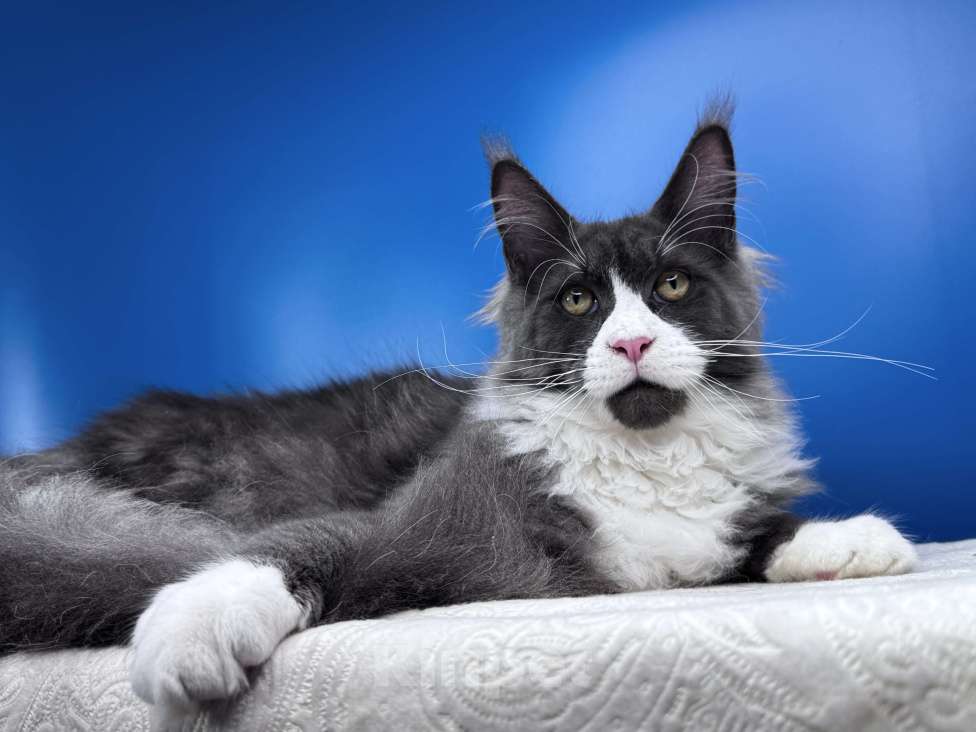 Кошки в Москве: Любвеобильный кот Мейн Кун PABLO Мальчик, 50 000 руб. - фото 4