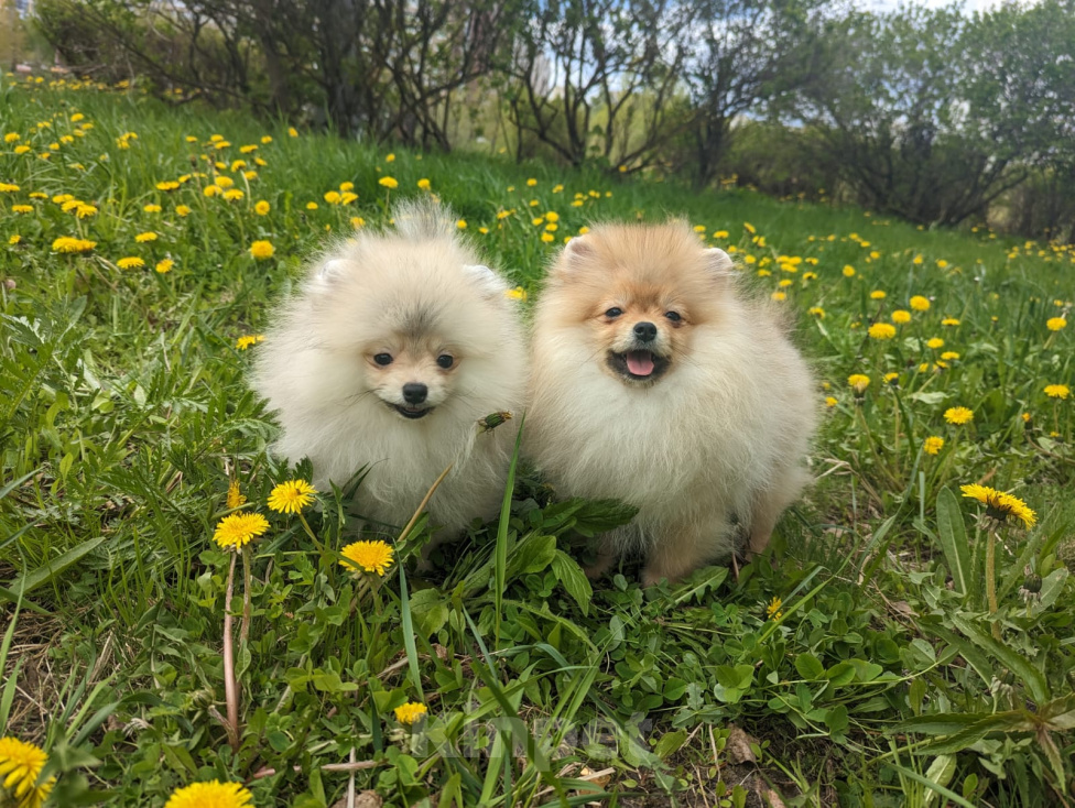 Собаки в Зеленограде: Щенки померанского шпица Мальчик, 27 000 руб. - фото 2