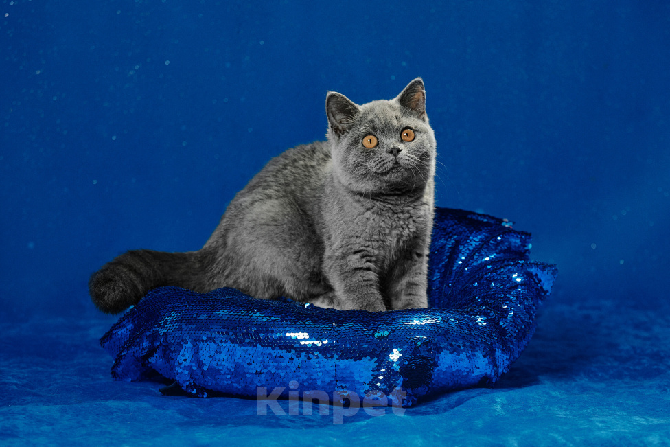 Кошки в Магнитогорске: Caramelka Marshmallow Девочка, 10 000 руб. - фото 2