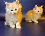 Кошки в Уфе: Котёнок Мейн-кун  Мальчик, 50 000 руб. - фото 8