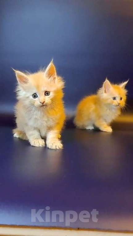 Кошки в Уфе: Котёнок Мейн-кун  Мальчик, 50 000 руб. - фото 8