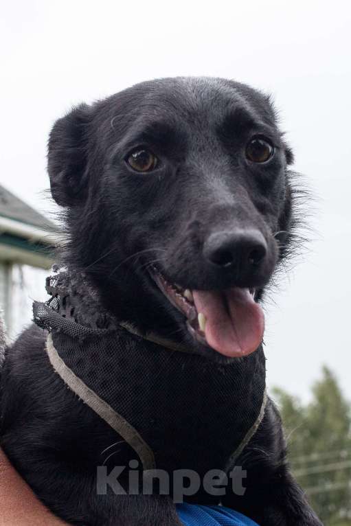 Собаки в других городах Московской области: Собака в добрые руки Девочка, Бесплатно - фото 4