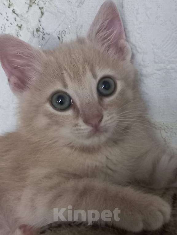Кошки в Феодосии: Отдам котенка в хорошие руки! Мальчик, 1 руб. - фото 1