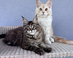 Кошки в Кудрово: Котенок мейн-кун, шейдед линия , в брид Мальчик, 80 000 руб. - фото 4
