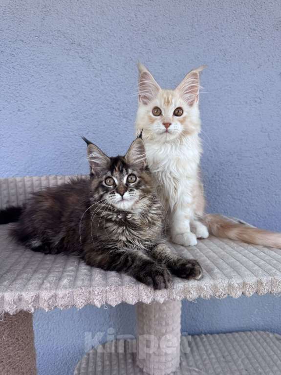 Кошки в Кудрово: Котенок мейн-кун, шейдед линия , в брид Мальчик, 80 000 руб. - фото 4