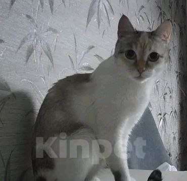 Кошки в Сургуте: Красивая, голубоглазая, белая кошка Девочка, Бесплатно - фото 1