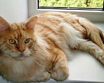 Кошки в Липецке: Вязка интерчемпион (возможно за котенка), 10 000 руб. - фото 3