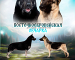 Собаки в других городах Самарской области: Кобель восточноевропейской овчарки Мальчик, 60 000 руб. - фото 6