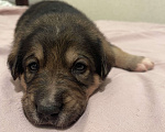 Собаки в Екатеринбурге: Щенки в добрые руки Мальчик, 500 руб. - фото 4
