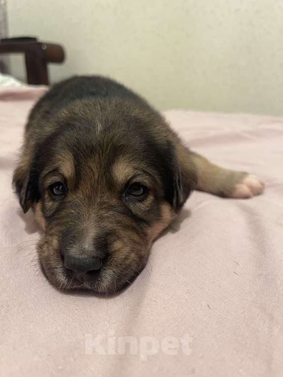 Собаки в Екатеринбурге: Щенки в добрые руки Мальчик, 500 руб. - фото 4