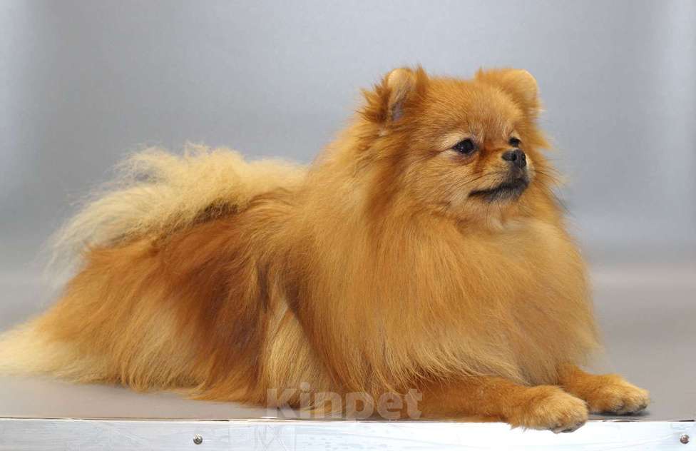 Собаки в Кемерово: Подрощенные щенки померанского шпица Девочка, Бесплатно - фото 2