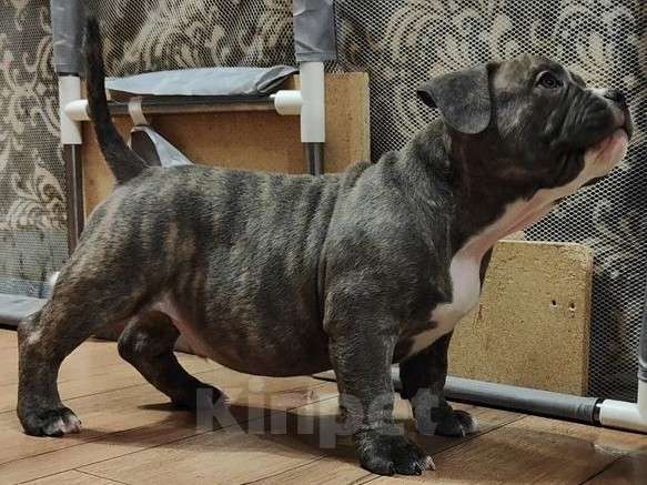 Собаки в Владивостоке: Топовые щенки породы Аммериканских Булли Мальчик, 150 000 руб. - фото 5