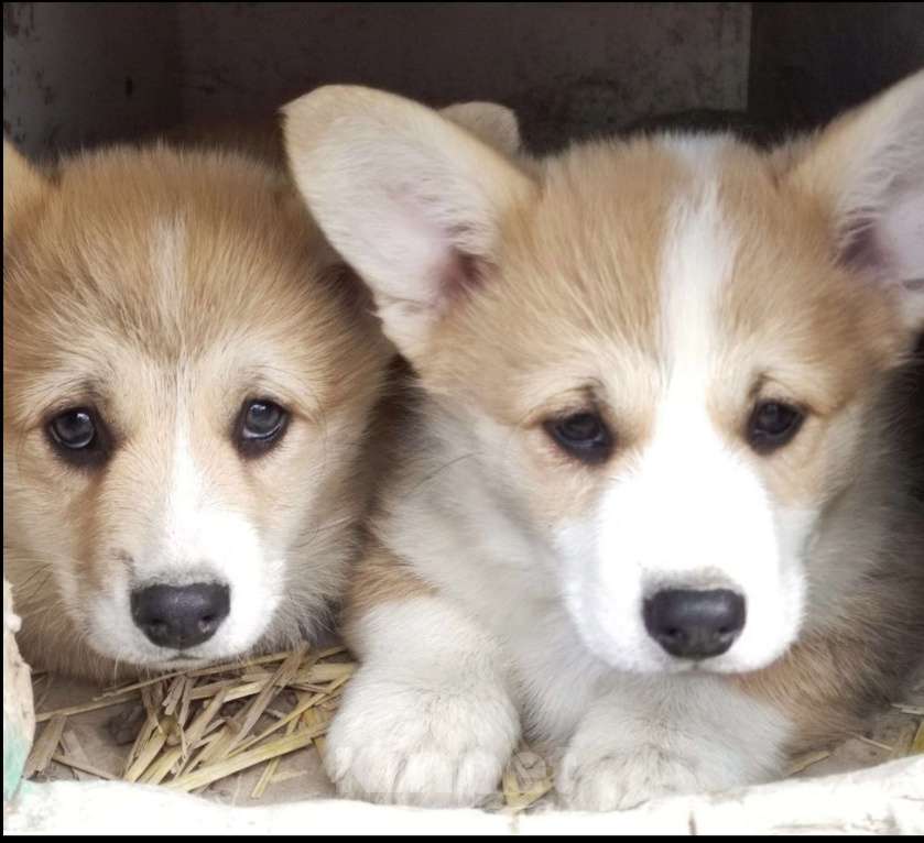 Собаки в Краснодаре: Породный щенок вельш корги пемброк мальчик Мальчик, Бесплатно - фото 4