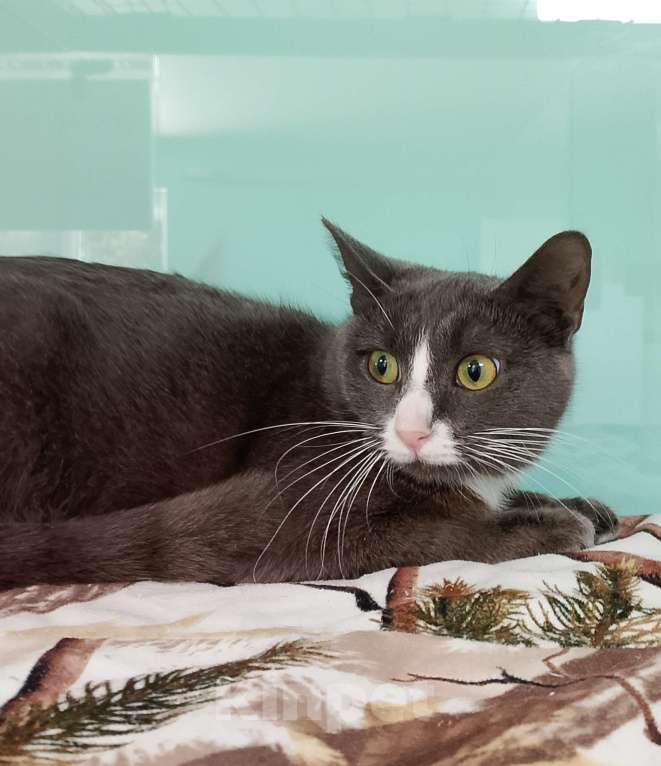 Кошки в Лобне: Мышка в поисках дома Девочка, Бесплатно - фото 6