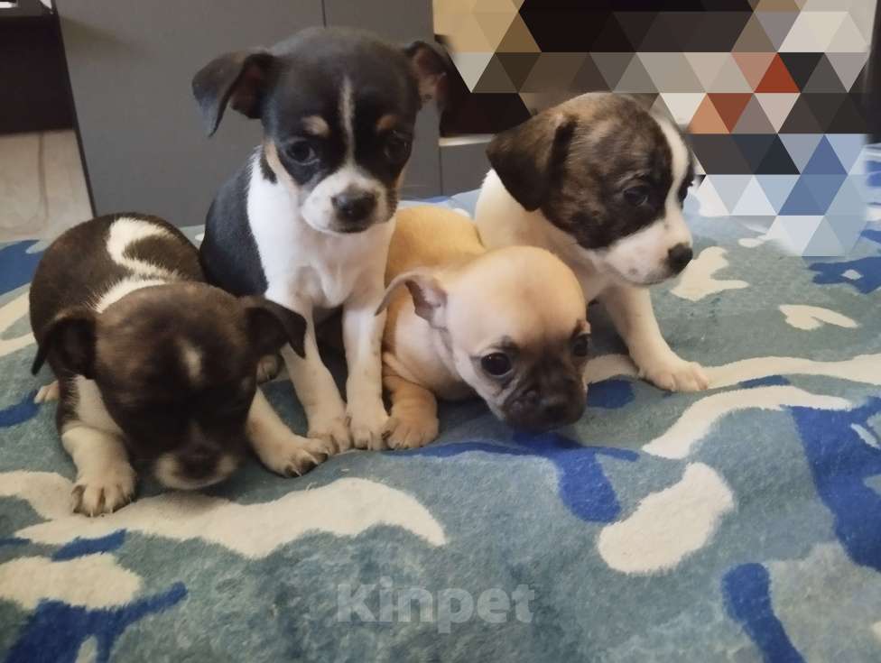 Собаки в Волоколамске: Чихуахуа стандарт  Девочка, 16 000 руб. - фото 1