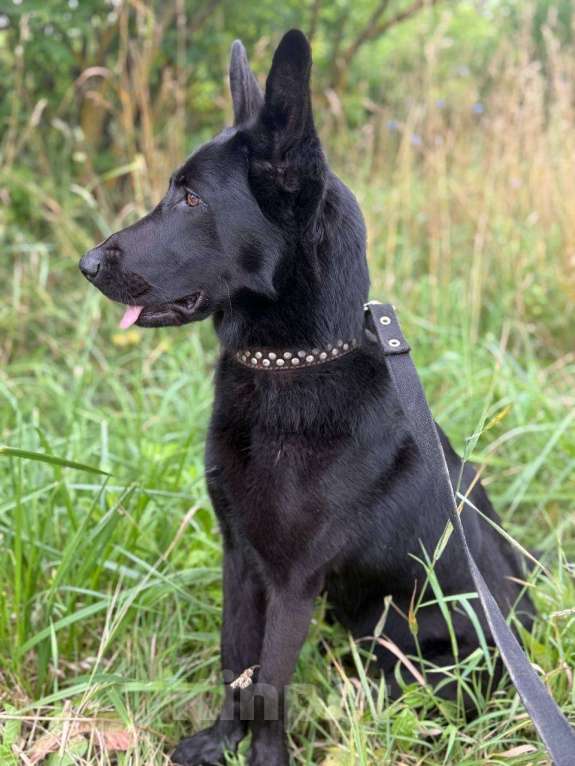 Собаки в Коломне: Метис австрийской овчарки  Девочка, Бесплатно - фото 5