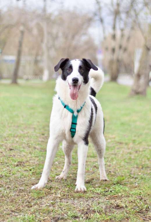 Собаки в Москве: Добрый открытый Джонас в поисках семьи Мальчик, Бесплатно - фото 5