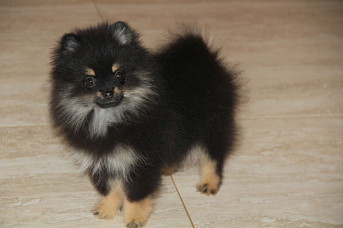 Девочка шпица