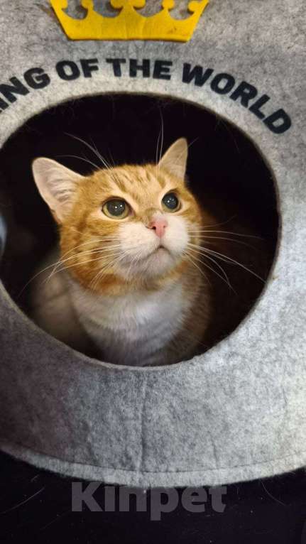 Кошки в Санкт-Петербурге: Кошка в добрые руки Девочка, Бесплатно - фото 2