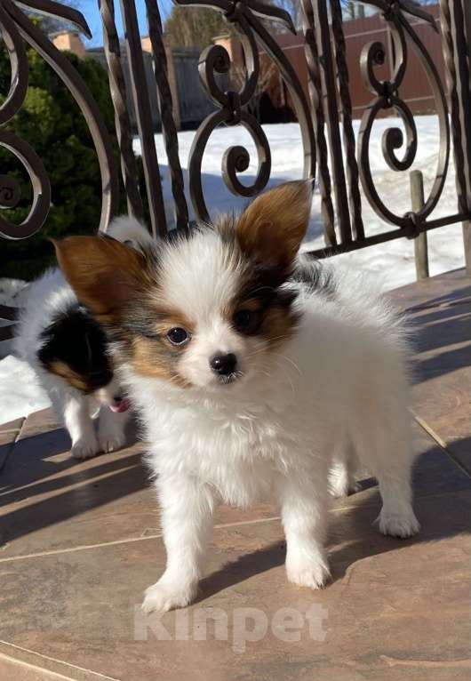 Собаки в Ярославле: Мальчик, окрас бело- соболиный Мальчик, Бесплатно - фото 1