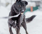 Собаки в Москве: Ник Мальчик, Бесплатно - фото 4