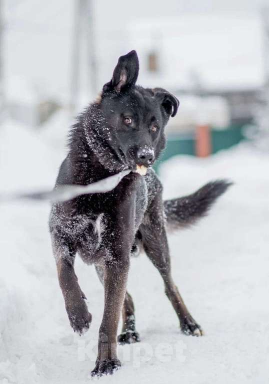 Собаки в Москве: Ник Мальчик, Бесплатно - фото 4