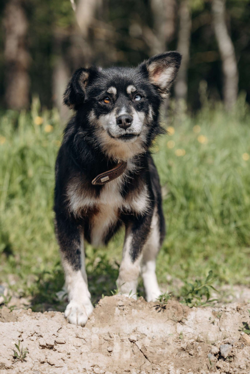 Собаки в Москве: маленькая собачка в добрые руки! Девочка, Бесплатно - фото 7
