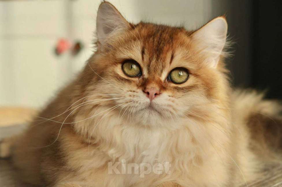 Кошки в Москве: Британский котенок Минхо Мальчик, 50 000 руб. - фото 8