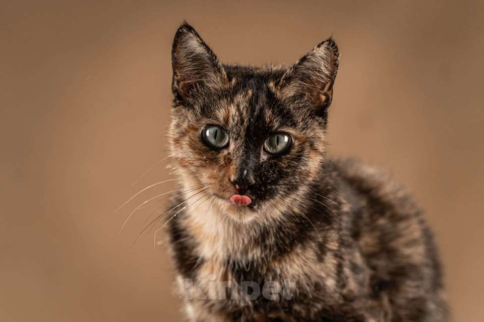 Кошки в Клине: Венеция — кошка в маске, полная контрастов Девочка, Бесплатно - фото 8