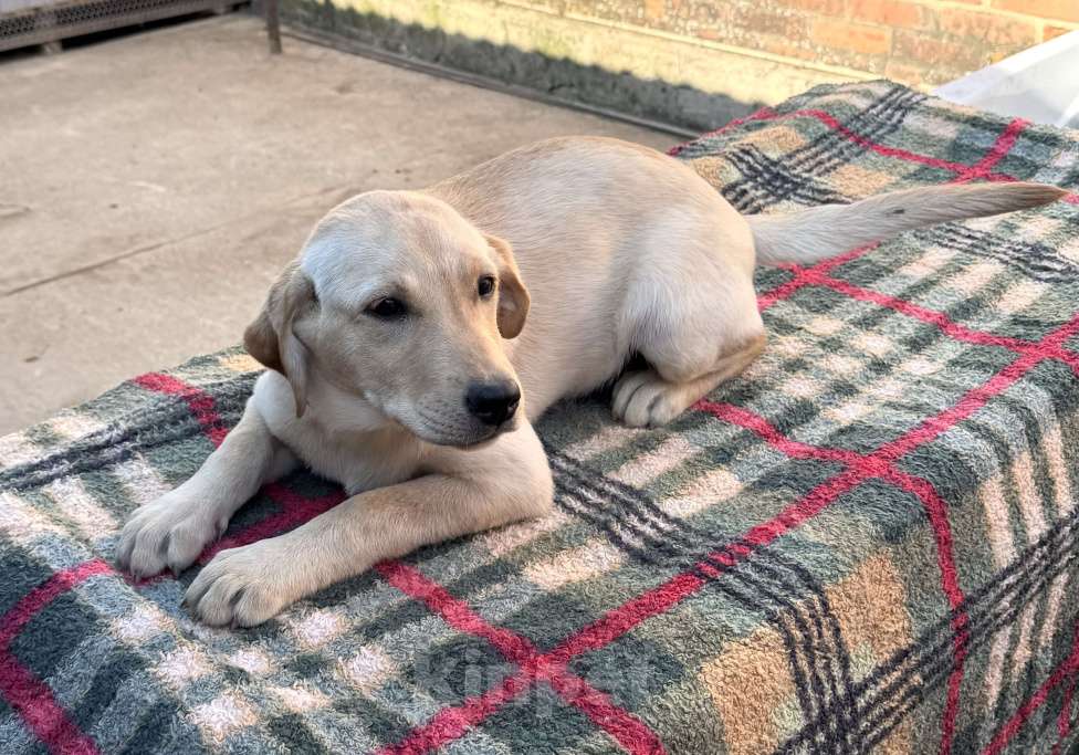 Собаки в Краснодаре: Щенки лабрадора палевые ркф  Девочка, 25 000 руб. - фото 6
