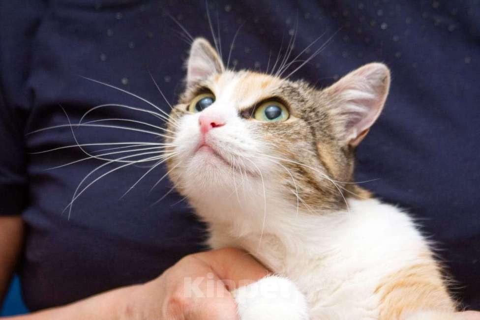 Кошки в Москве: Ищет дом кошечка Пикси Девочка, Бесплатно - фото 5