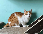 Кошки в Мытищах: Атос с поисках дома Мальчик, 10 руб. - фото 1