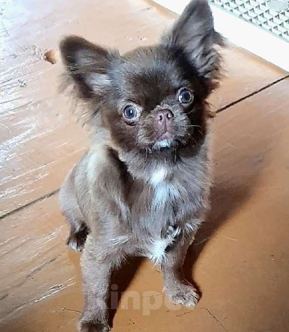 Собаки в Зеленограде: Чихуахуа шоколадная девочка Девочка, 60 000 руб. - фото 3