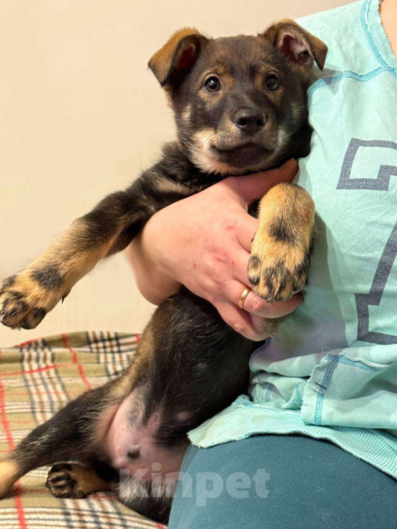 Собаки в других городах Московской области: Марсель Мальчик, Бесплатно - фото 2