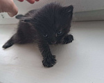 Кошки в Казани: Отдам котят в добрые руки 🐾 Девочка, Бесплатно - фото 3