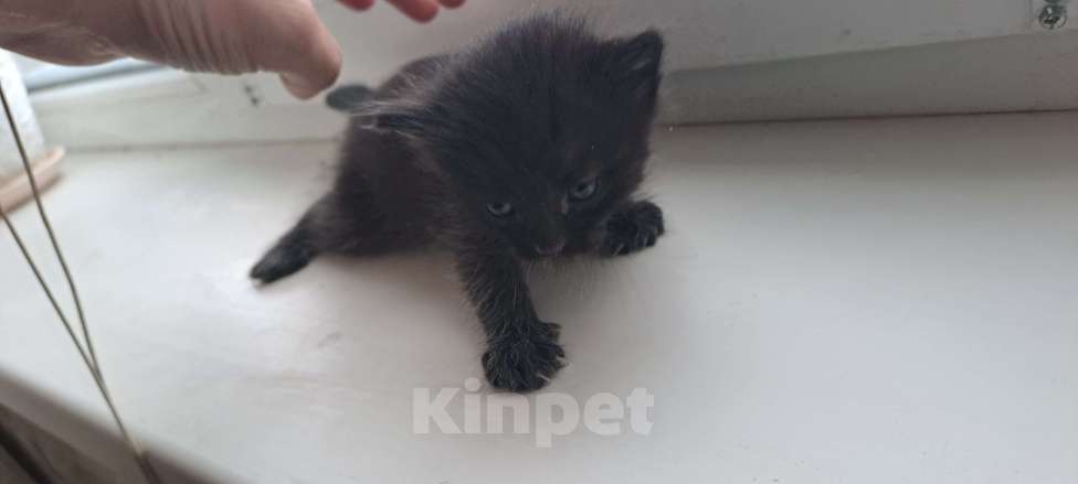 Кошки в Казани: Отдам котят в добрые руки 🐾 Девочка, Бесплатно - фото 3